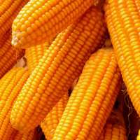 Yellow Corn & White Corn/Maize for Human & Animal Feed