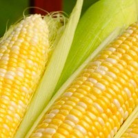 Fresh Yellow Corn for Human Consumption