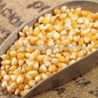 High Quality Yellow Maize/Corn