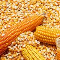 MAIZE FOR ANIMAL FEED / YELLOW CORN FOR POULTRY FEED