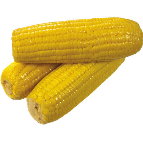 Ukranian-Top Selling Non GMO Yellow Maize/Corn