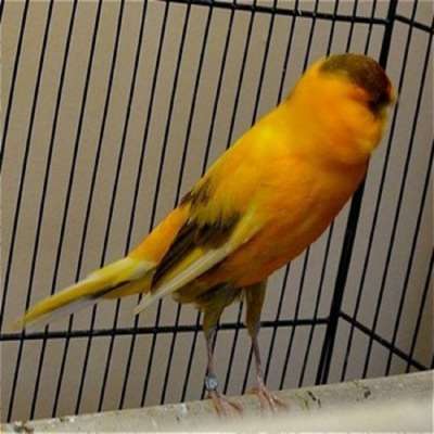 Verderone finch birds for sale